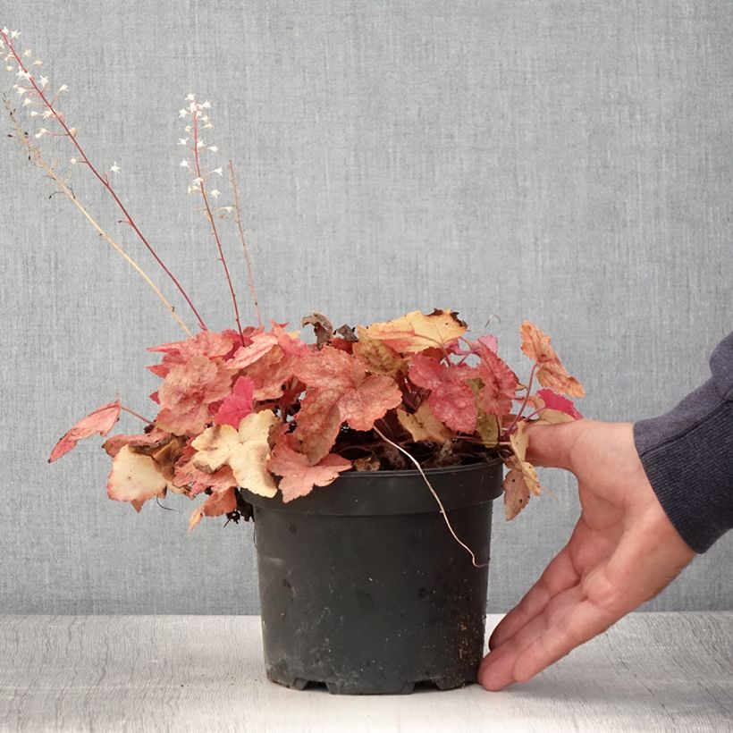 Exemplar von Heucherella Redstone Fall en pot de 2L/3L wie im Sommer geliefert