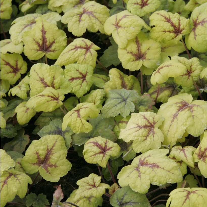 Heucherella Stoplight - Schaumglöckchen (Laub)