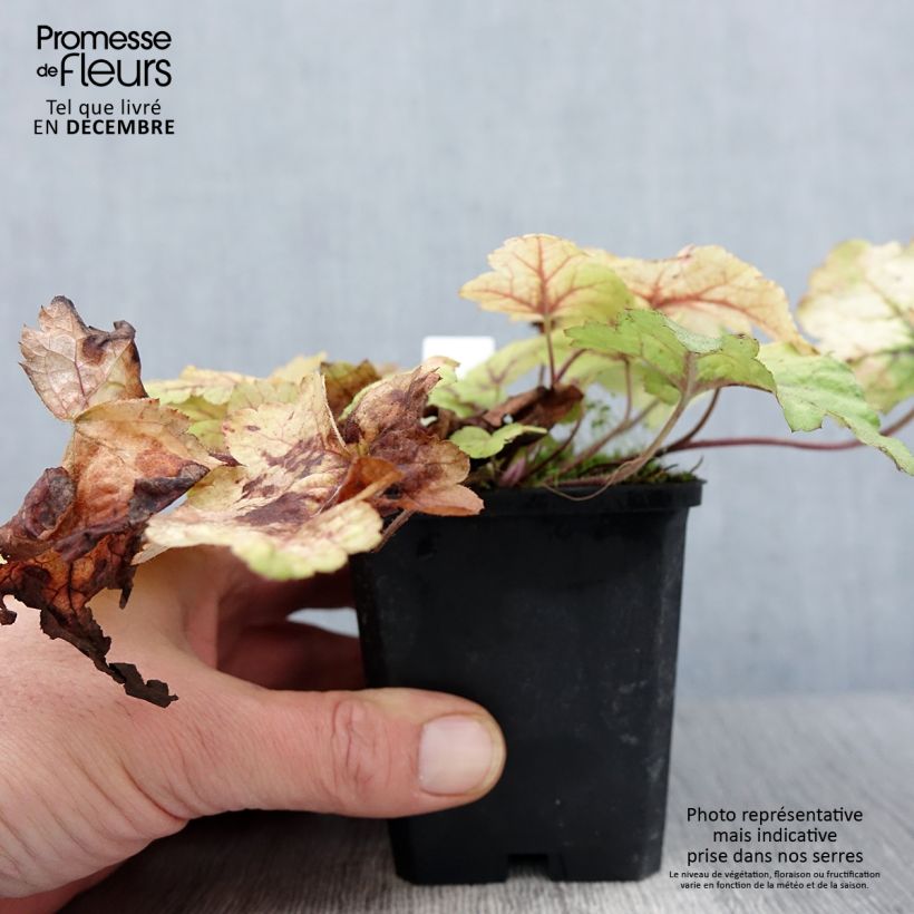 Exemplar von Heucherella Stoplight en godet de 9 cm wie im Herbst geliefert