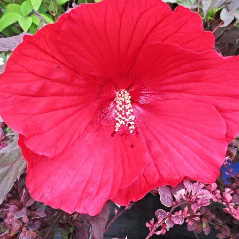 Hibiscus moscheutos Midnight Marvel - Sumpfeibisch (Blüte)