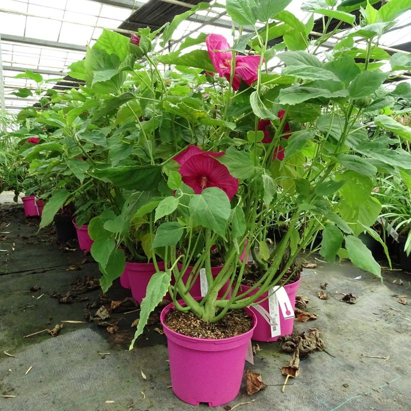 Hibiscus moscheutos Rose - Sumpfeibisch (Hafen)