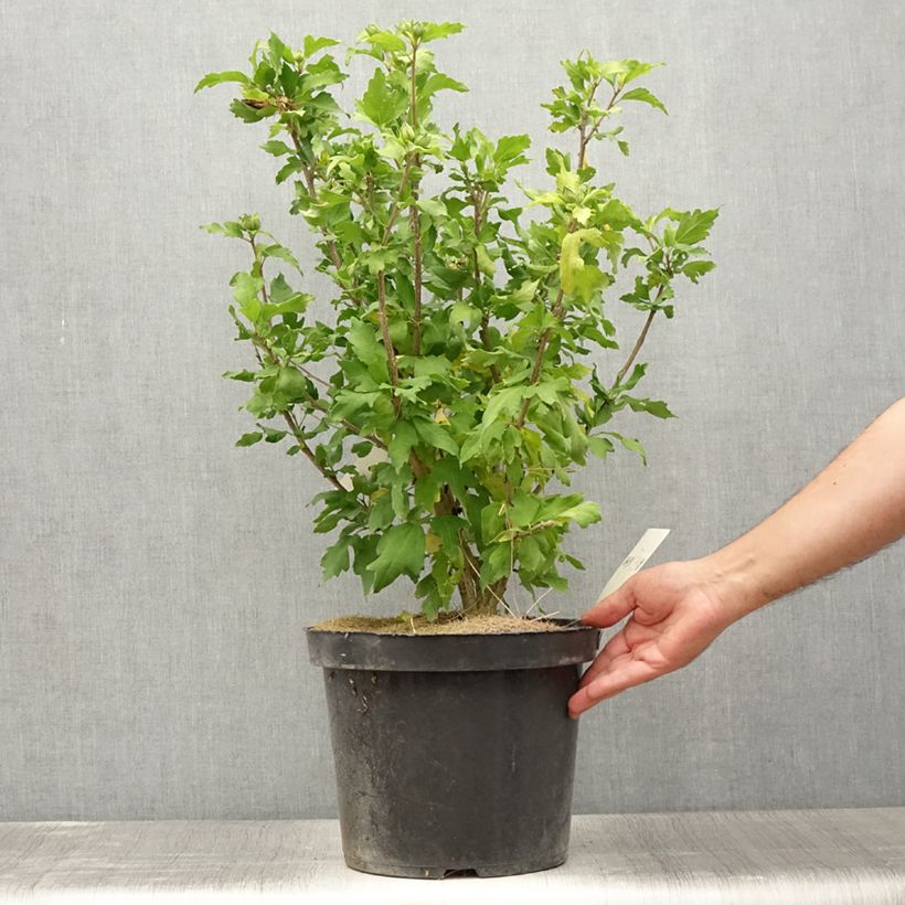 Exemplar von Garten-Hibiscus Pink Giant - Hibiscus syriacus Topf mit 7,5L/10LGelieferte Höhe ca. 60/80cm wie im Sommer geliefert