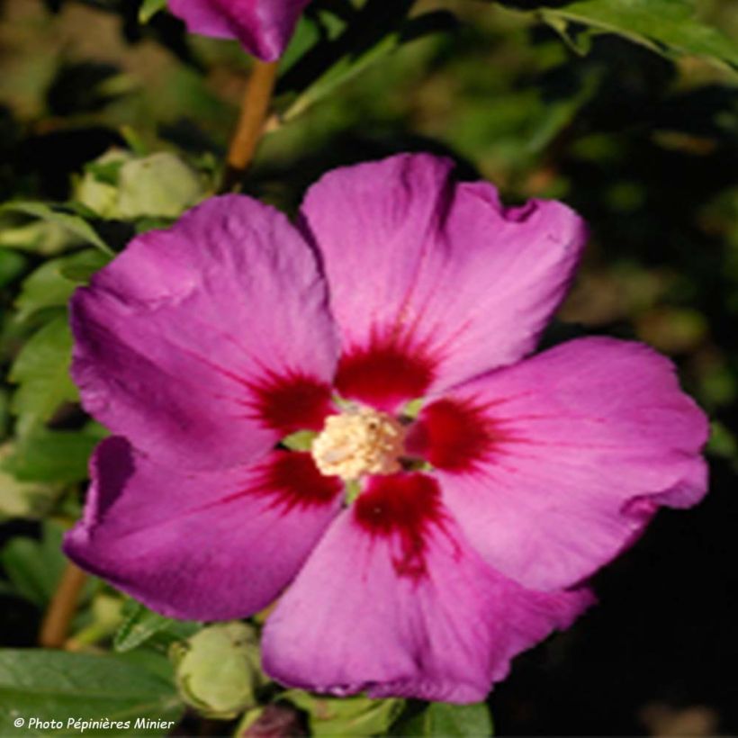 Garten-Hibiscus Russian Violet (II) - Hibiscus syriacus (Blüte)