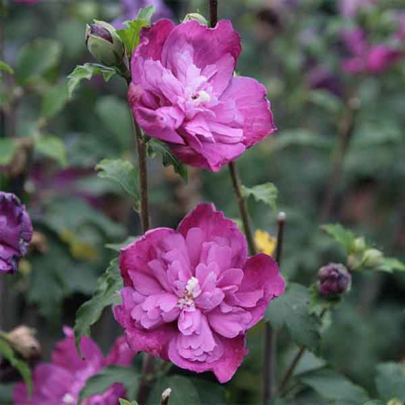 Garten-Hibiscus Purple Ruffles - Hibiscus syriacus (Blüte)