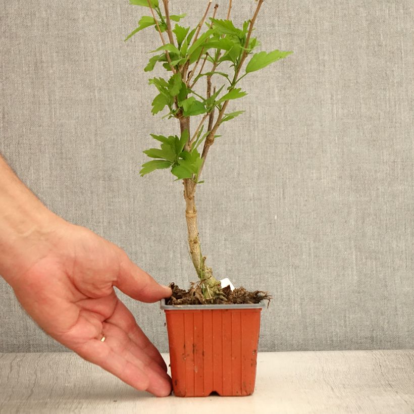 Exemplar von Hibiscus syriacus Ardens - Althéa double - Godet de 8/9 cm wie im Sommer geliefert