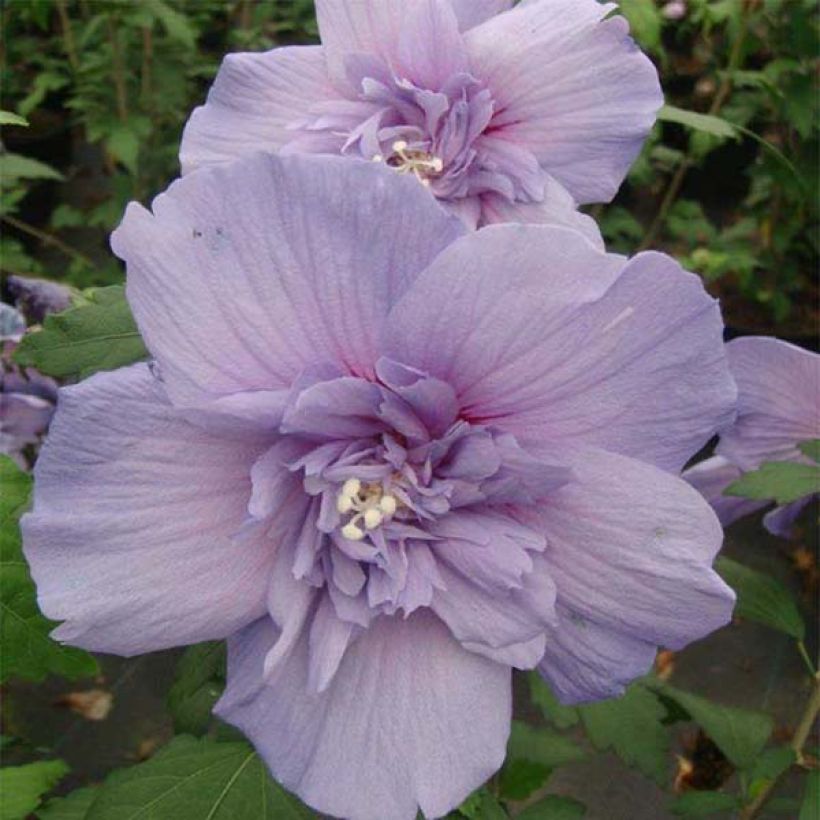 Garten-Hibiscus Blue Chiffon - Hibiscus syriacus (Blüte)