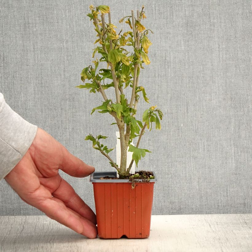 Exemplar von Garten-Hibiscus Flower Tower White - Hibiscus syriacus Kleine Töpfe von 8/9 cm wie im Frühjahr geliefert