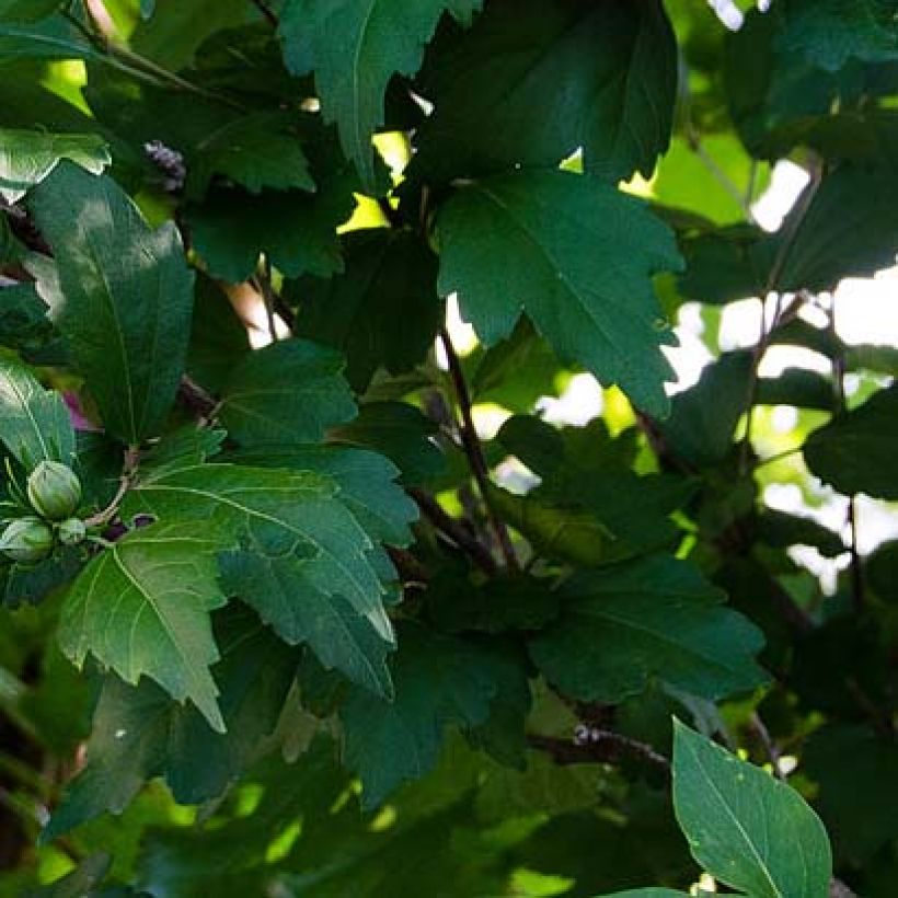 Garten-Hibiscus Freedom - Hibiscus syriacus (Laub)