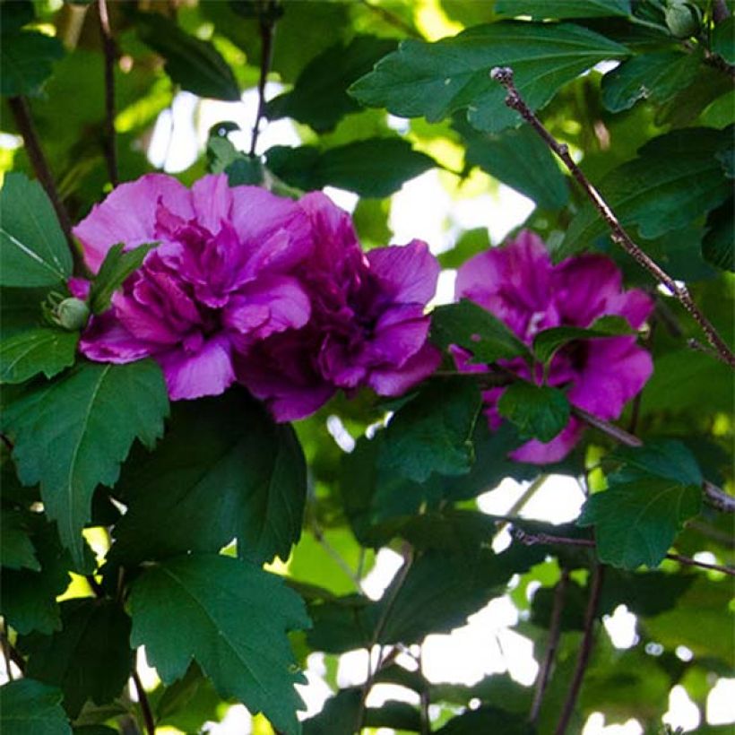 Garten-Hibiscus Freedom - Hibiscus syriacus (Blüte)