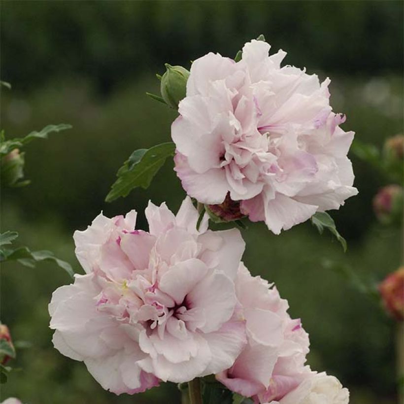 Garten-Hibiscus French Cabaret Pastel - Hibiscus syriacus (Blüte)