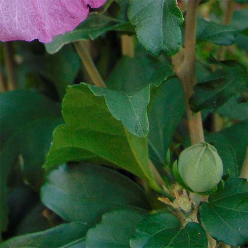 Garten-Hibiscus Magenta Chiffon - Hibiscus syriacus (Laub)