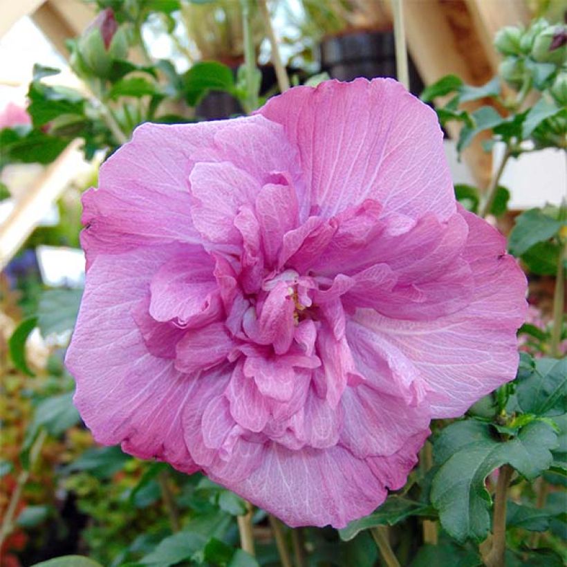 Garten-Hibiscus Magenta Chiffon - Hibiscus syriacus (Blüte)