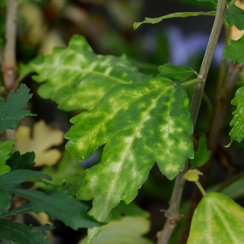 Garten-Hibiscus Marina - Hibiscus syriacus (Laub)