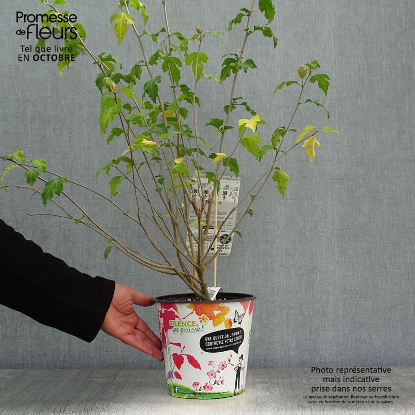 Exemplar von Hibiscus syriacus Pinky Spot pot 4L./5L. - Althéa rose wie im Herbst geliefert