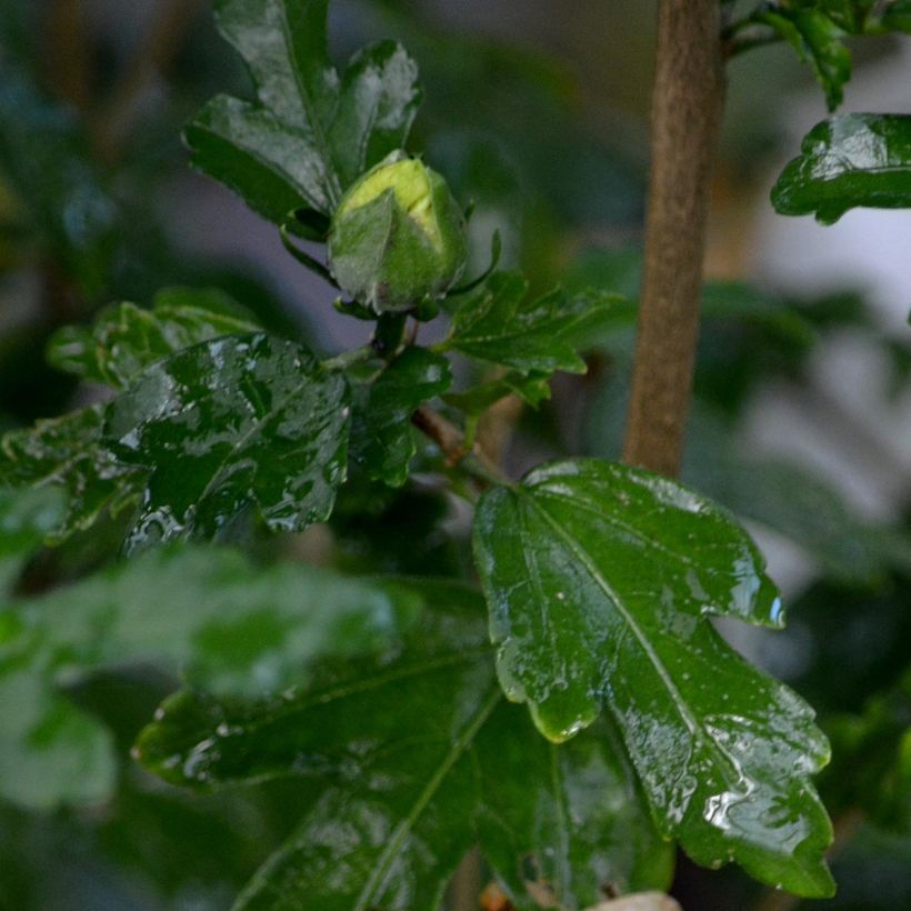 Garten-Hibiscus Speciosus - Hibiscus syriacus (Laub)