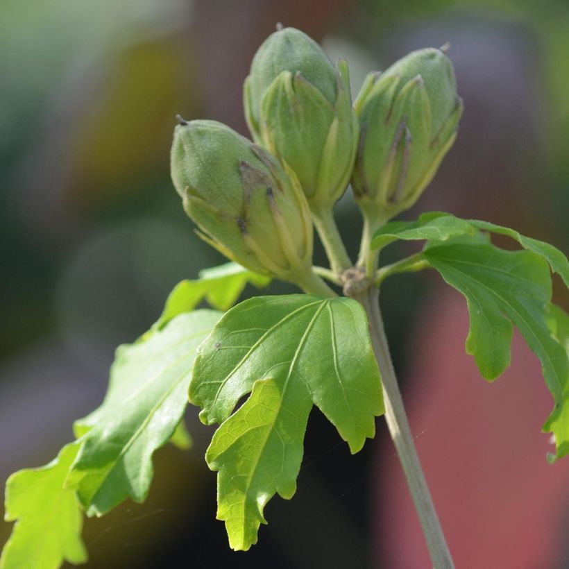 Garten-Hibiscus Sup'Heart - Hibiscus syriacus (Laub)