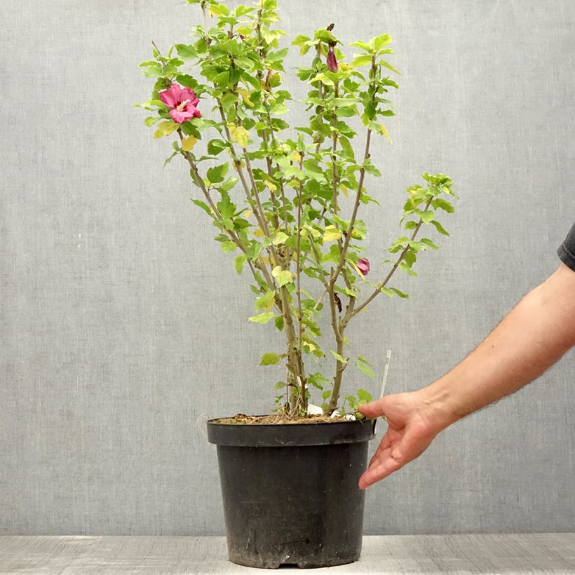 Exemplar von Hibiscus syriacus Woodbridge livré en pot de 7,5L/10L wie im Sommer geliefert