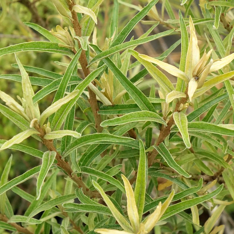 Sanddorn Botanica - Hippophae rhamnoides (Laub)