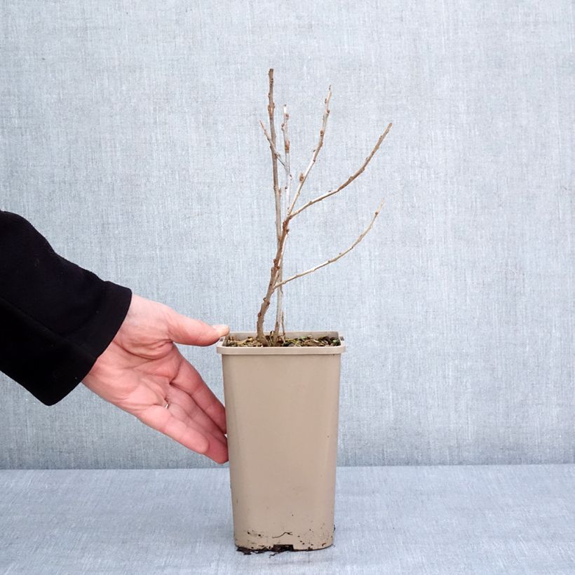 Exemplar von Sanddorn Garden's Gift - Hippophae rhamnoides Topf mit 1,5L/2L, Strauch/Busch, mehrstämmigGelieferte Höhe ca. 30/40cm wie im Winter geliefert