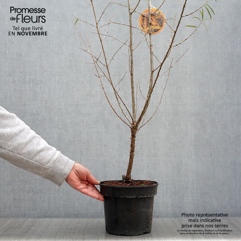 Exemplar von Hippophae rhamnoides Orange Energy Hagebo en pot de 4L/5L - Argousier   wie im Herbst geliefert