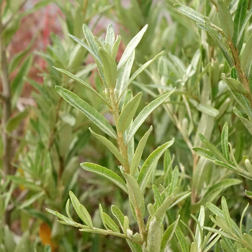 Sanddorn Orange Energy 'Hagebo' - Hippophae rhamnoides (Laub)