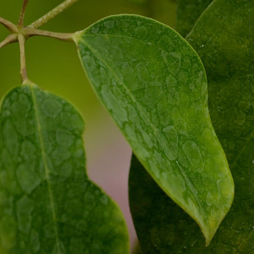 Holboellia latifolia - Holboellie (Laub)