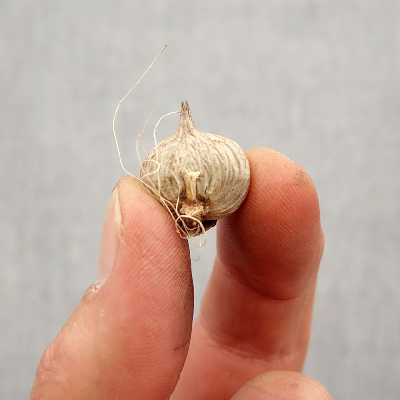 Exemplar von Homeria ochroleuca - Tulipe du Cap Bulbe wie im Frühjahr geliefert