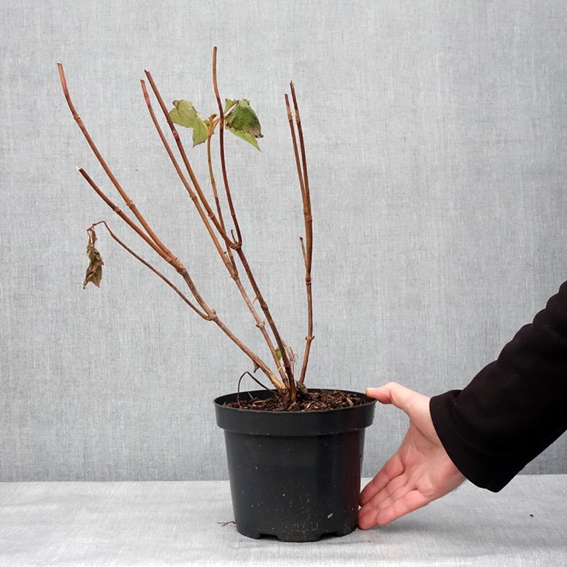 Exemplar von Eichenblatt-Hortensie Bultinks Giant Flowers - Hydrangea quercifolia Topf mit 2L/3LGelieferte Höhe ca. 30/40cm wie im Winter geliefert