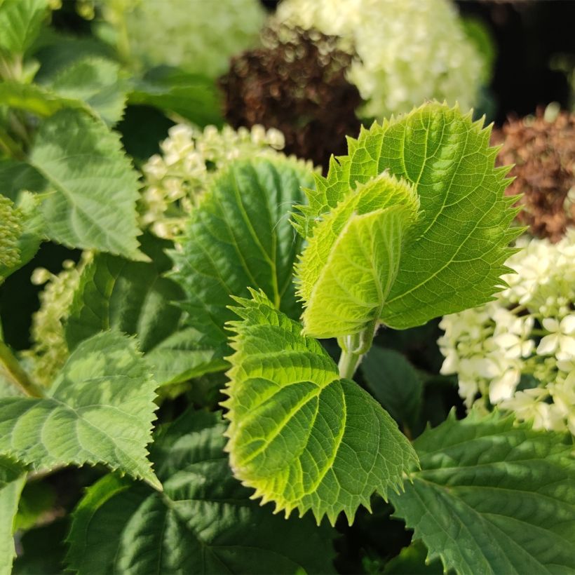 Schneeballhortensie BellaRagazza Limetta - Hydrangea arborescens (Laub)