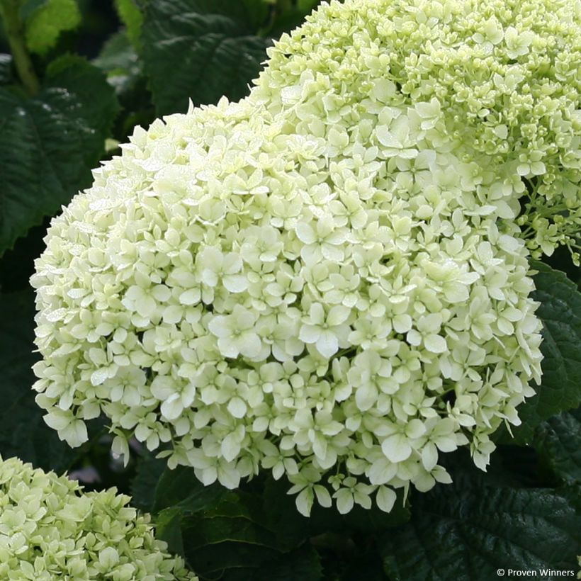 Schneeballhortensie BellaRagazza Limetta - Hydrangea arborescens (Blüte)