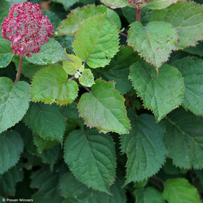 Ballhortensie BellaRagazza Mauvette - Hydrangea arborescens (Laub)