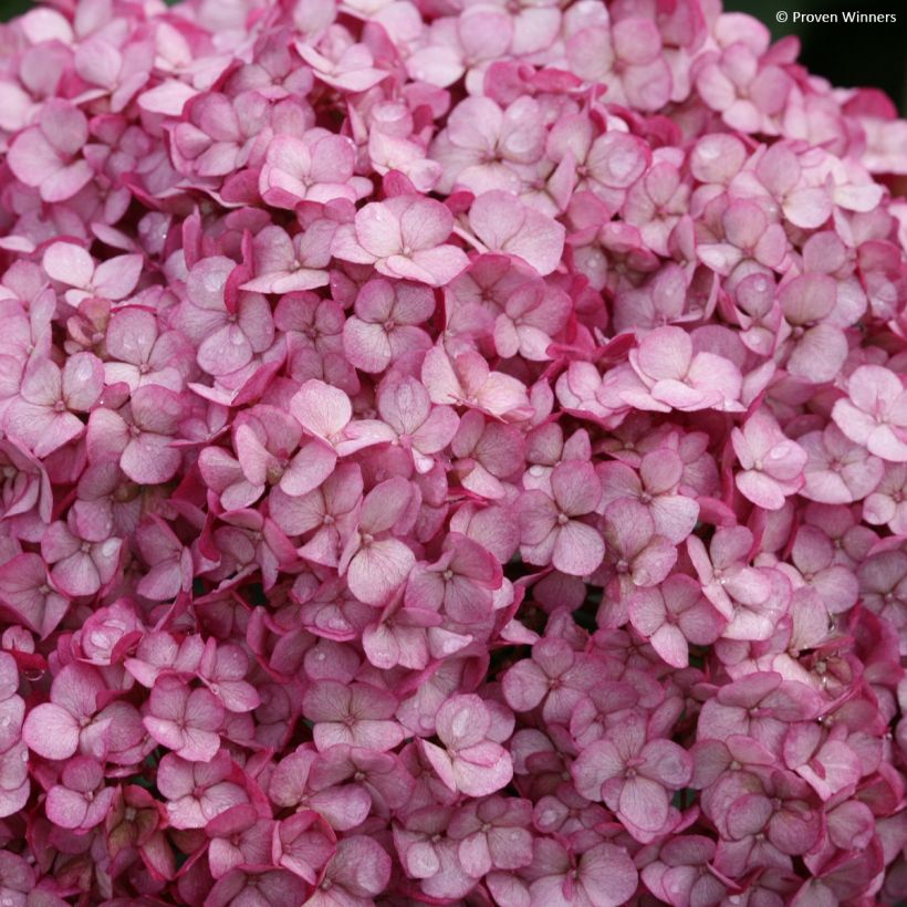 Ballhortensie BellaRagazza Mauvette - Hydrangea arborescens (Blüte)