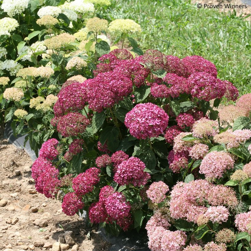 Ballhortensie BellaRagazza Mauvette - Hydrangea arborescens (Hafen)