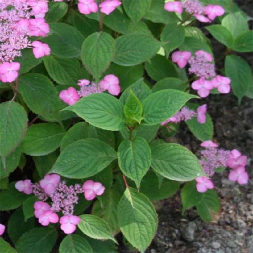 Hydrangea serrata Avelroz - Tellerhortensie (Laub)