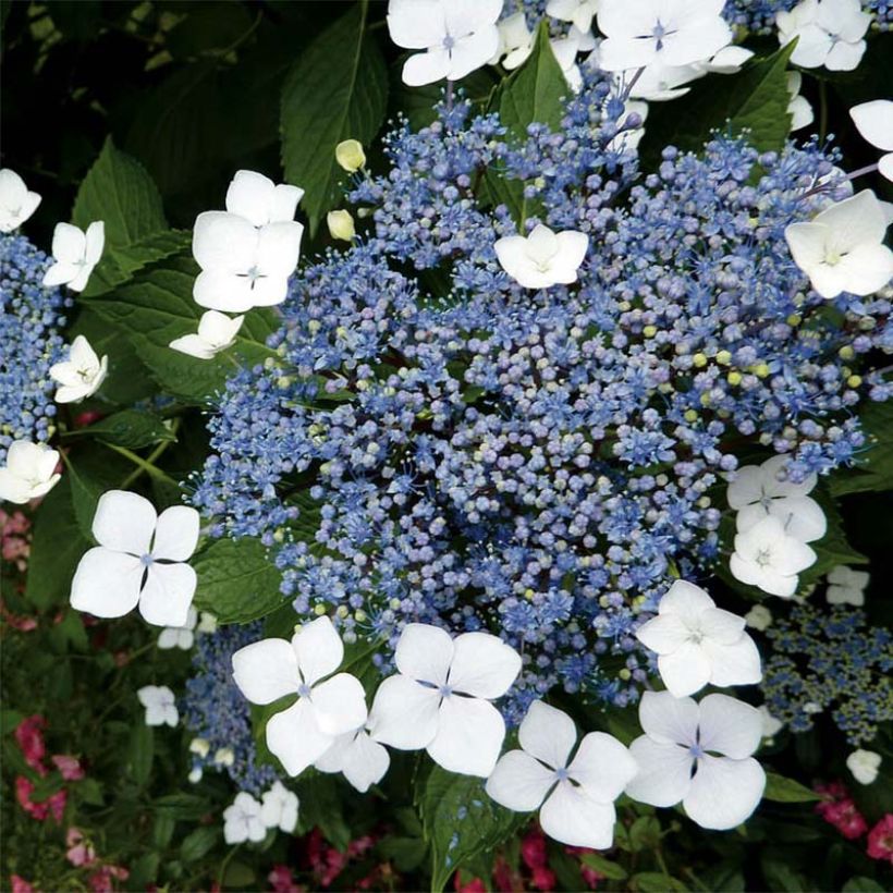 Hydrangea serrata Blue Bird - Tellerhortensie (Blüte)