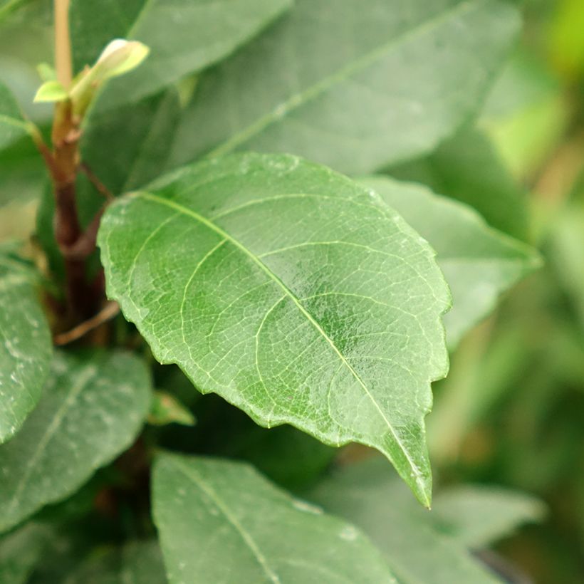 Hydrangea seemanii (Laub)