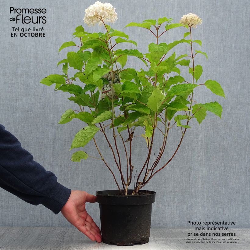 Exemplar von Ballhortensie Candybelle Marshmallow - Hydrangea arborescens wie im Herbst geliefert