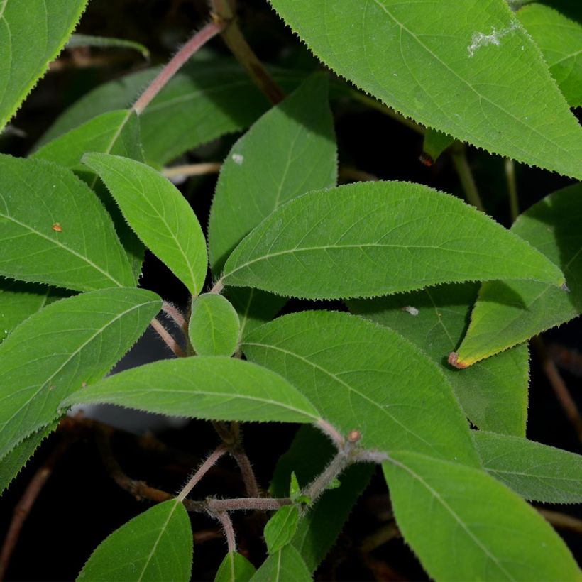 Hydrangea aspera Villosa - Samthortensie (Laub)