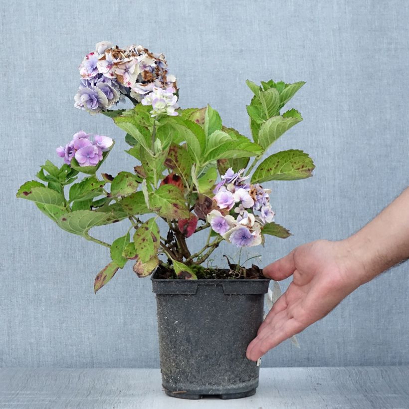 Exemplar von Hydrangea macrophylla Amethyst - Bauernhortensie Topf mit 3L/4L wie im Sommer geliefert