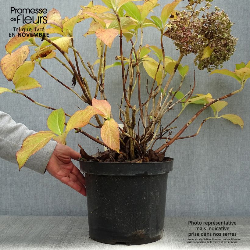 Exemplar von Hortensia - Hydrangea macrophylla Ayesha 40/50cm en pot de 10L wie im Herbst geliefert