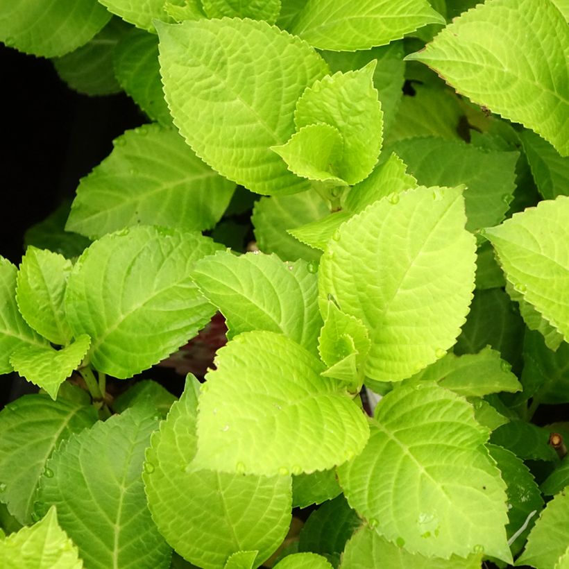 Hydrangea macrophylla Beautensia Dali - Bauernhortensie (Laub)