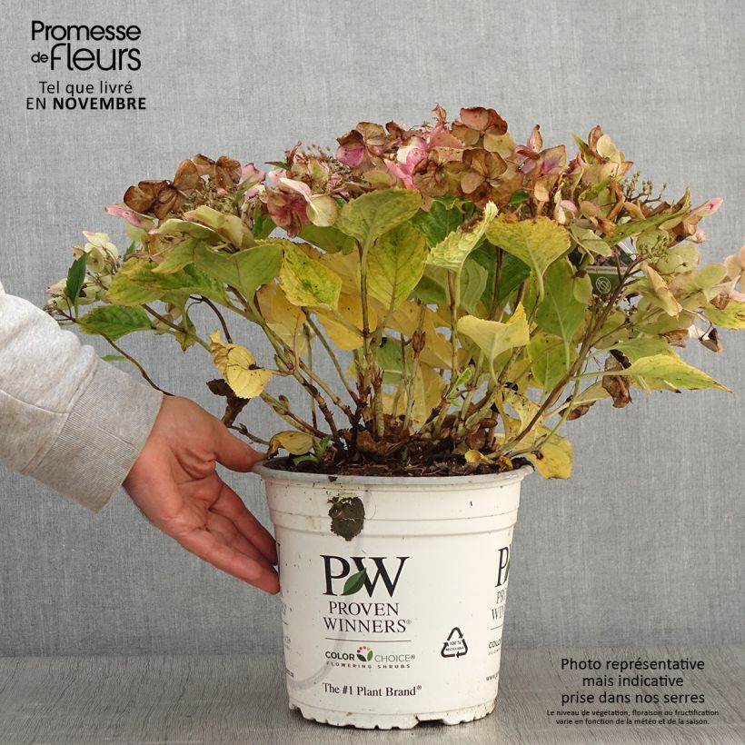 Exemplar von Hydrangea macrophylla Blueberry Cheesecake - Bauernhortensie wie im Herbst geliefert