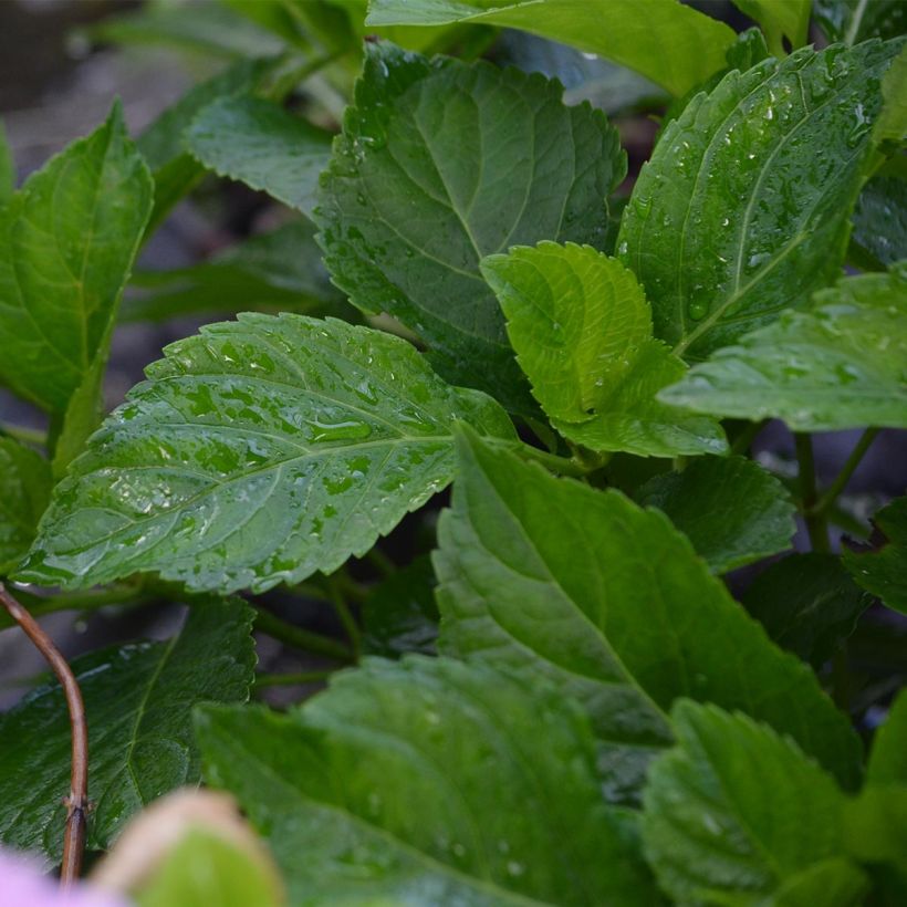 Hydrangea macrophylla Bodensee - Bauernhortensie (Laub)