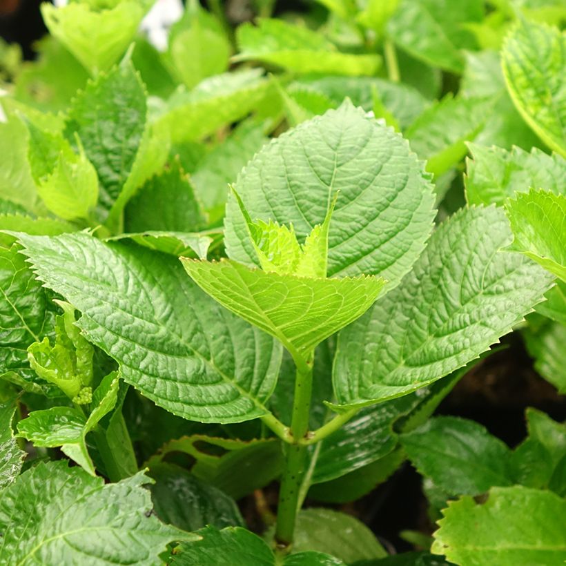 Hydrangea macrophylla Buchfink - Bauernhortensie (Laub)