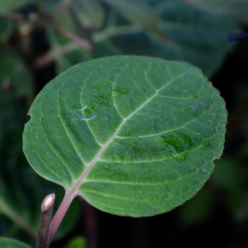 Hydrangea macrophylla Camino - Bauernhortensie (Laub)