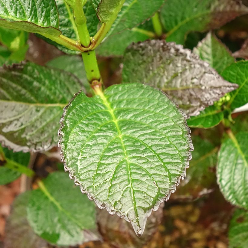 Hydrangea macrophylla Chocolate Ever Belles - Bauernhortensie (Laub)