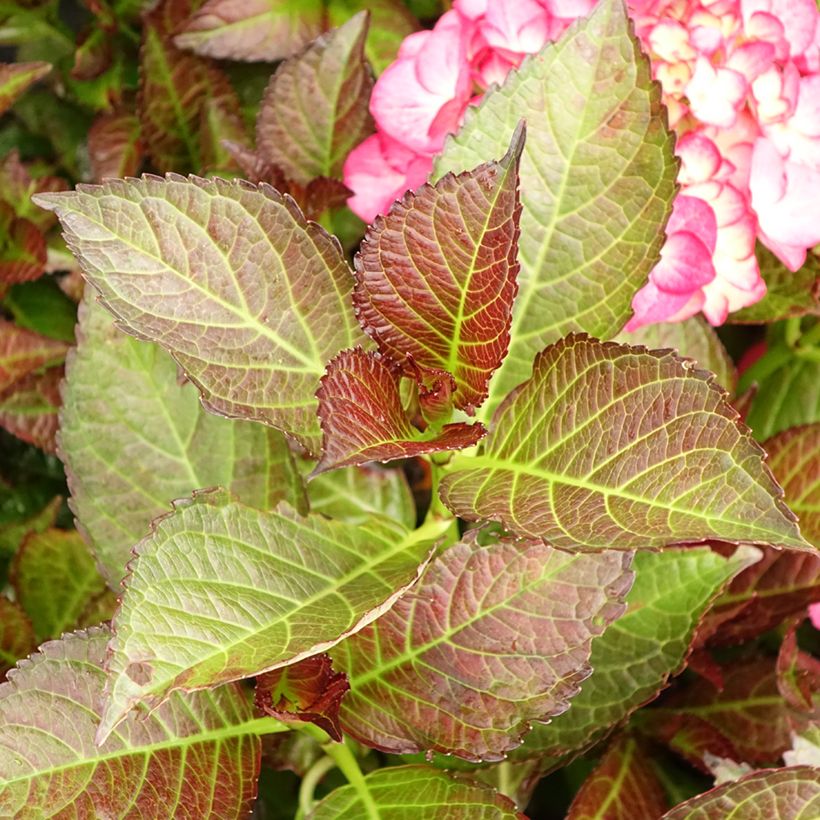 Hydrangea macrophylla Black Diamonds Dark Angel - Bauernhortensie (Laub)