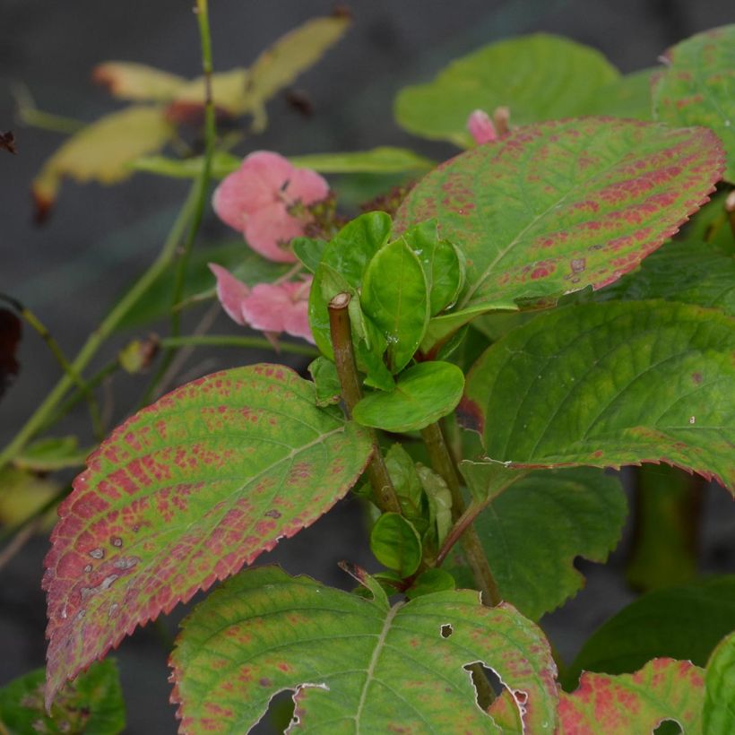 Hydrangea macrophylla Dolce Gipsy - Bauernhortensie (Laub)