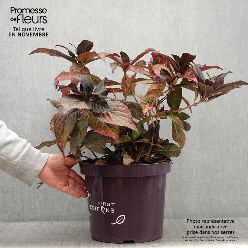 Exemplar von Hortensia - Hydrangea macrophylla Eclipse - Pot de 3L/4L wie im Herbst geliefert