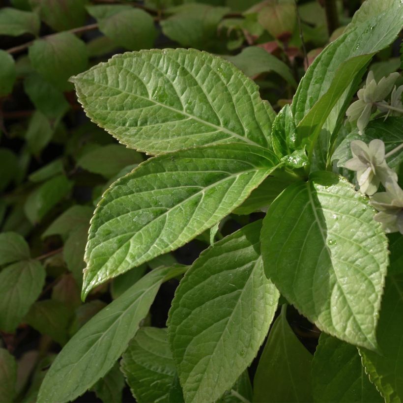 Hydrangea macrophylla Etoile Violette - Bauernhortensie (Laub)